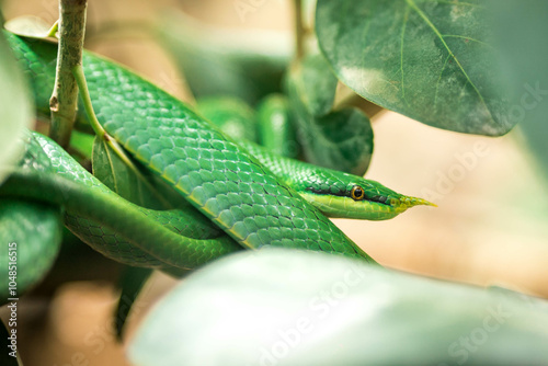 grass snake Rhynchophis boulengeri photo