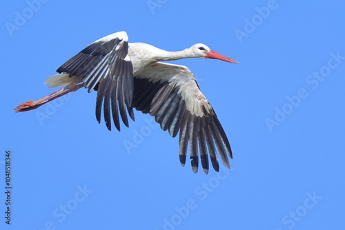 bellezza in volo