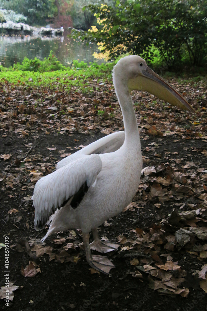 A view of a Pelican in London A view of a Pelican in London