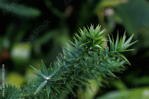 Bright branch of evergreen coniferous tree Araucaria bidwillii in family Araucariaceae. Foliage of bunya pine, banya or bunya-bunya. Nature concept. Botanical garden Puerto de la Cruz, Tenerife photo