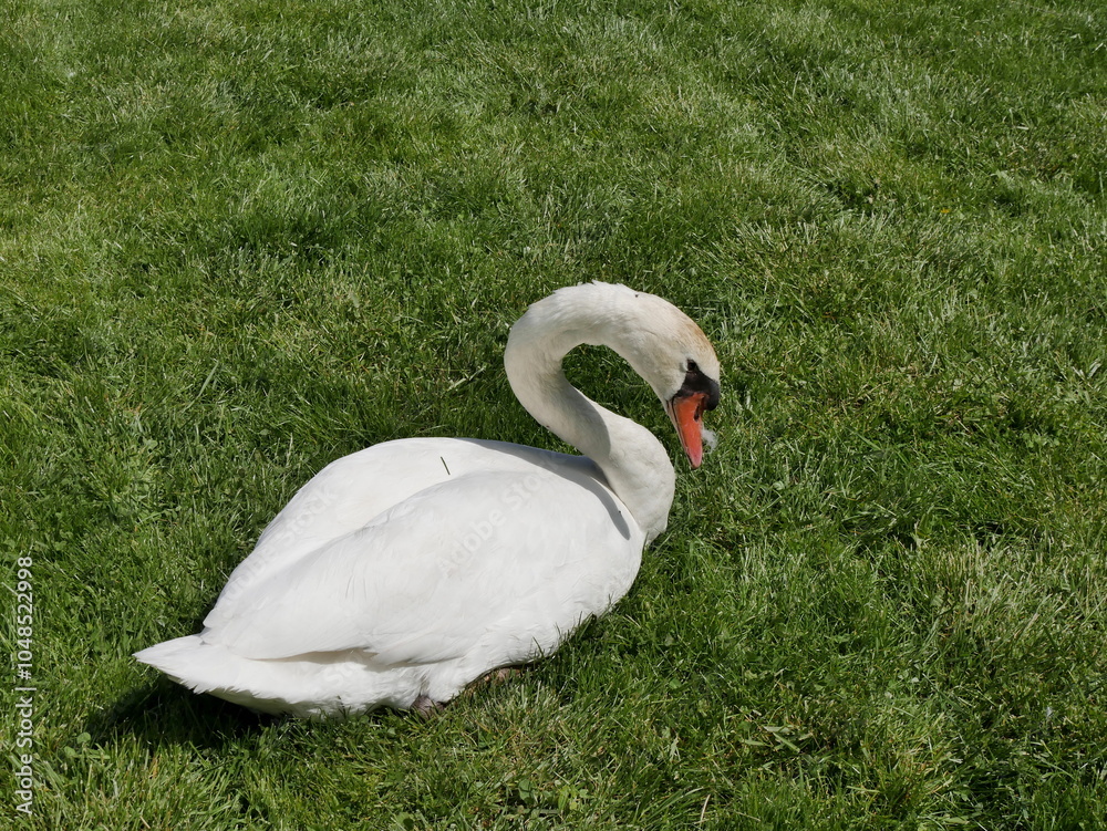 white swan resting in green grass in sunlight. Cygnus olor, european wild bird on the lawn of public park in spring white swan resting in green grass in sunlight. Cygnus olor, european wild bird on the lawn of public park in spring