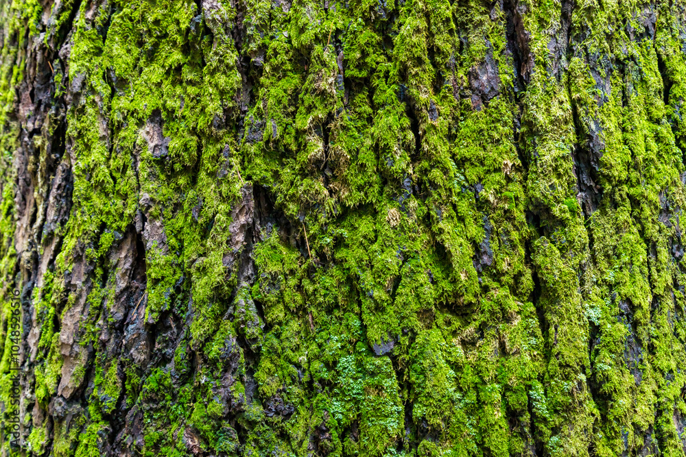 Large tree trunk texture and moss, natural bark background. Texture of tree bark. Large tree trunk texture and moss, natural bark background. Texture of tree bark.
