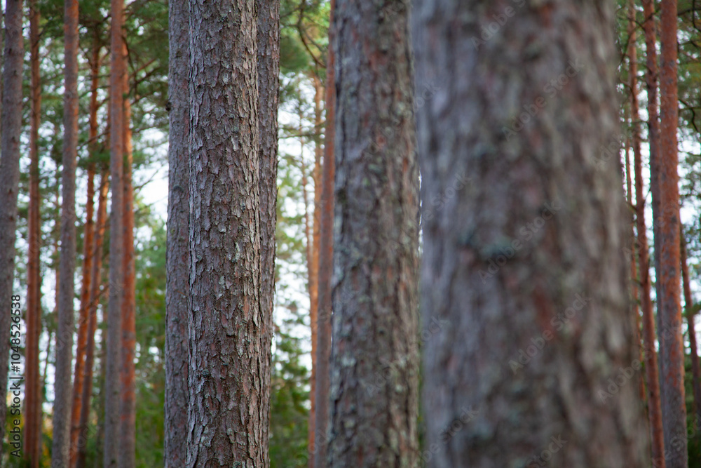 Tall Pine Trees in a Serene Forest Landscape Tall Pine Trees in a Serene Forest Landscape