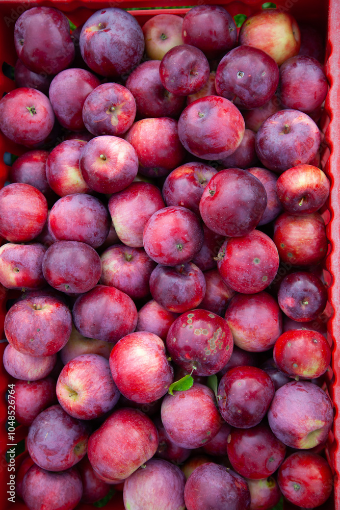 Fresh Red Apples in a Vibrant Harvest Basket Fresh Red Apples in a Vibrant Harvest Basket