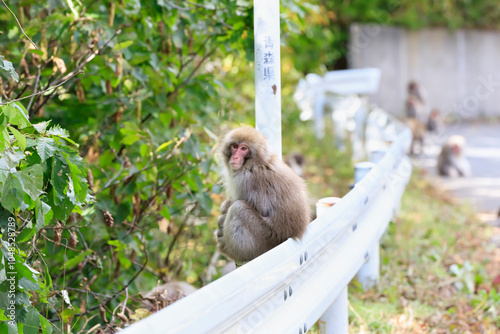 Wild Japanese macaques sunbathing on a guardrail