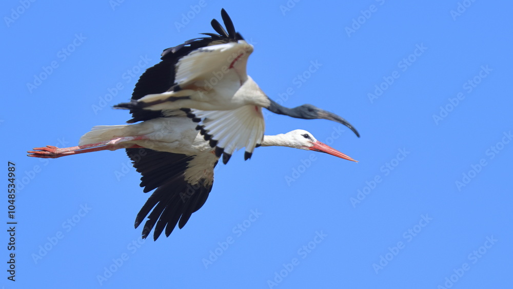 Fototapeta premium bellezza in volo