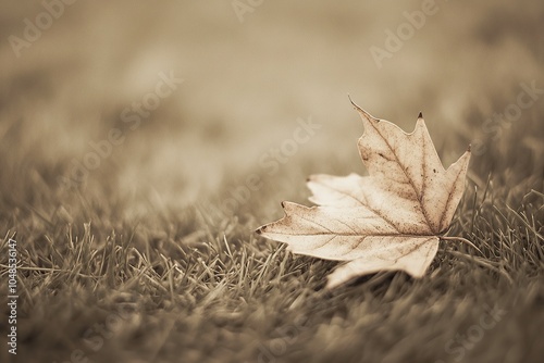 A close-up of an autumn leaf on the grass, nostalgic and vintage, with a grainy film-like appearance