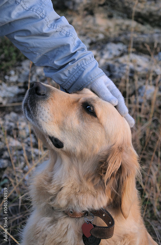 Patting a dog