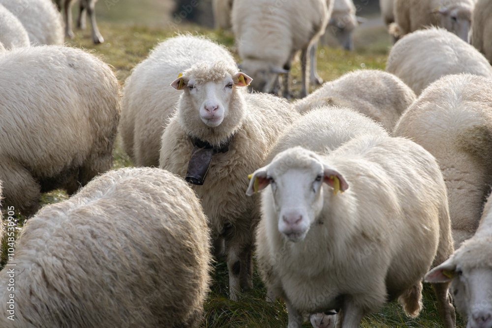 Fototapeta premium Sheep.