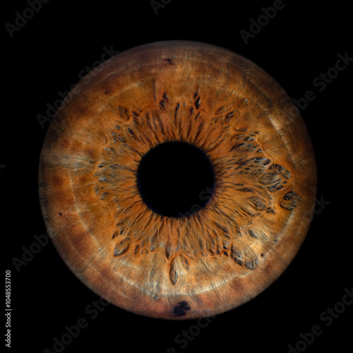 Iris Photography - Unique Singularity_17