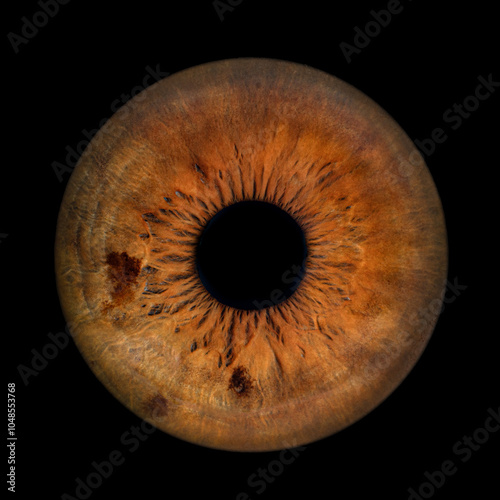 Iris Photography - Unique Singularity_10