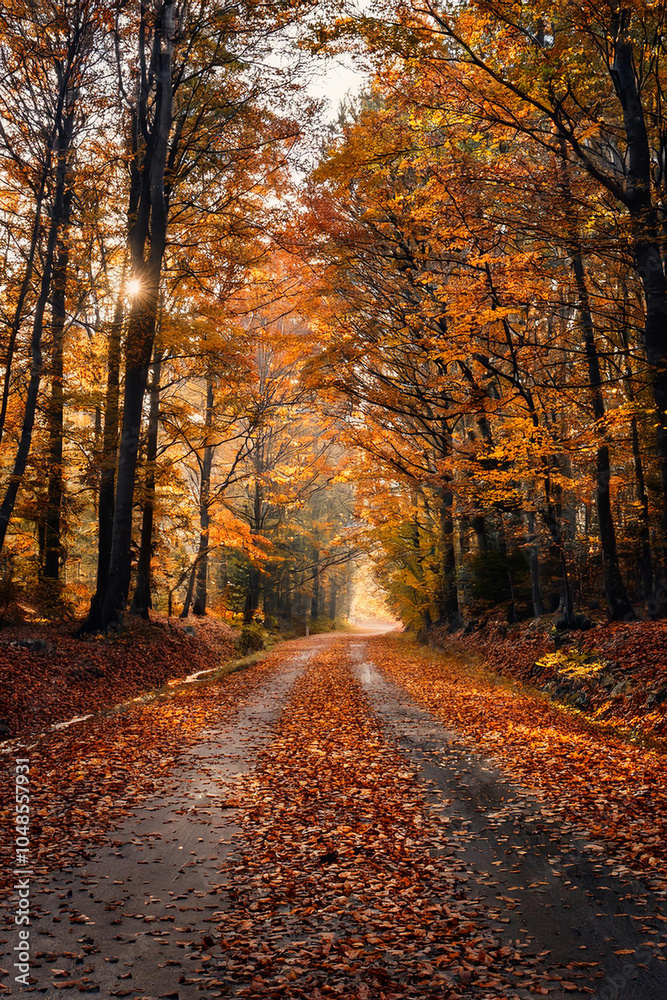 Obraz premium Camino en un bosque otoñal con hojas en el camino