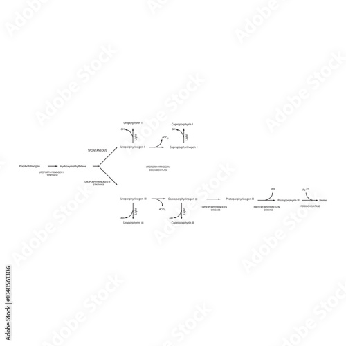 Diagram  showing biosynthesis of Porphyrin derivatives from Porphobilinogen via enzymatic reactions. Scientific pharmacological and biochemical scematic illustration.