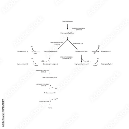 Diagram  showing biosynthesis of Porphyrin derivatives from Porphobilinogen via enzymatic reactions. Scientific pharmacological and biochemical scematic illustration.
