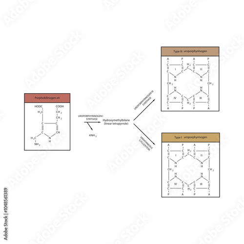 Diagram  showing synthesis of Uroporphyrinogens from porphobilinogen through Uroporphyrinogen synthase, biochemical reaction schematic illustration.
