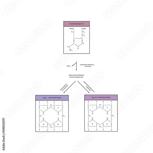Diagram  showing synthesis of Uroporphyrinogens from porphobilinogen through Uroporphyrinogen synthase, biochemical reaction schematic illustration.