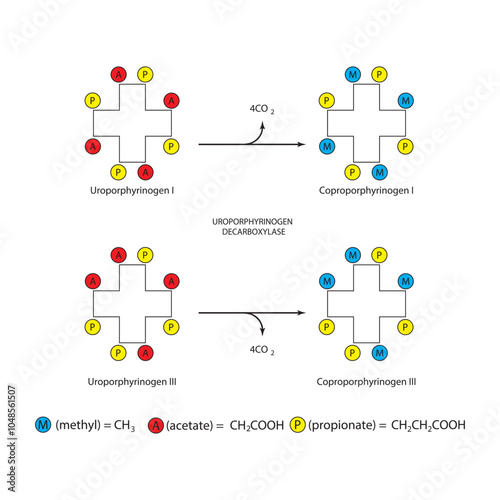 Diagram  showing decarboxylation of Uroporphynogen to Coproporphyrinogens via Uroporphynogen decarboxylase enzyme. Biochemical reaction schematic illustration.
