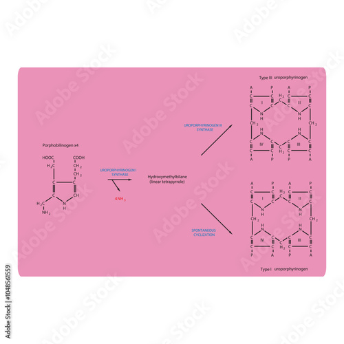 Diagram  showing synthesis of Uroporphyrinogens from porphobilinogen through Uroporphyrinogen synthase, biochemical reaction schematic illustration.