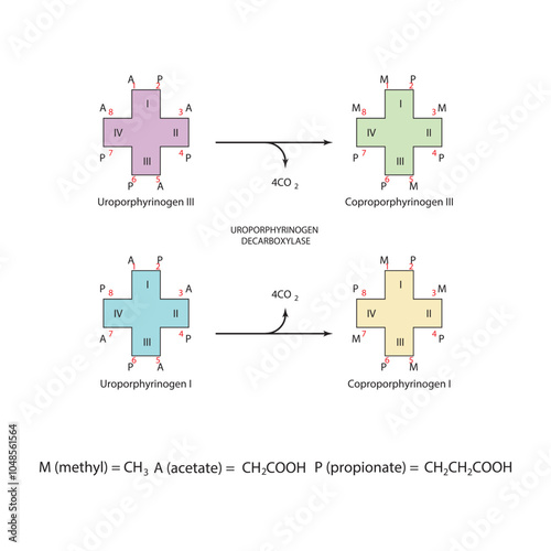 Diagram  showing decarboxylation of Uroporphynogen to Coproporphyrinogens via Uroporphynogen decarboxylase enzyme. Biochemical reaction schematic illustration.
