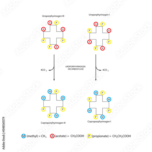 Diagram  showing decarboxylation of Uroporphynogen to Coproporphyrinogens via Uroporphynogen decarboxylase enzyme. Biochemical reaction schematic illustration.
