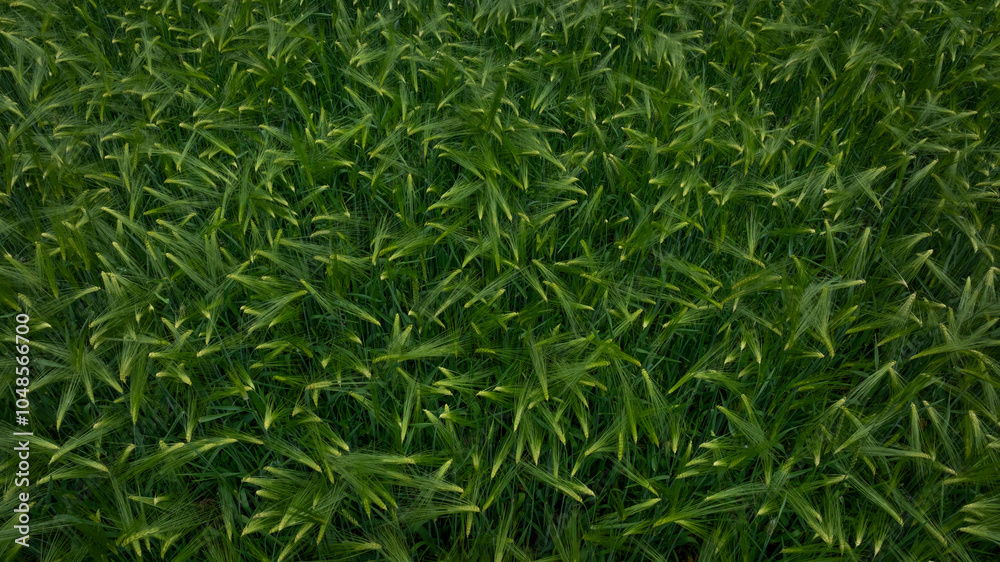 Green hullessbarley in growth in the field Green hullessbarley in growth in the field