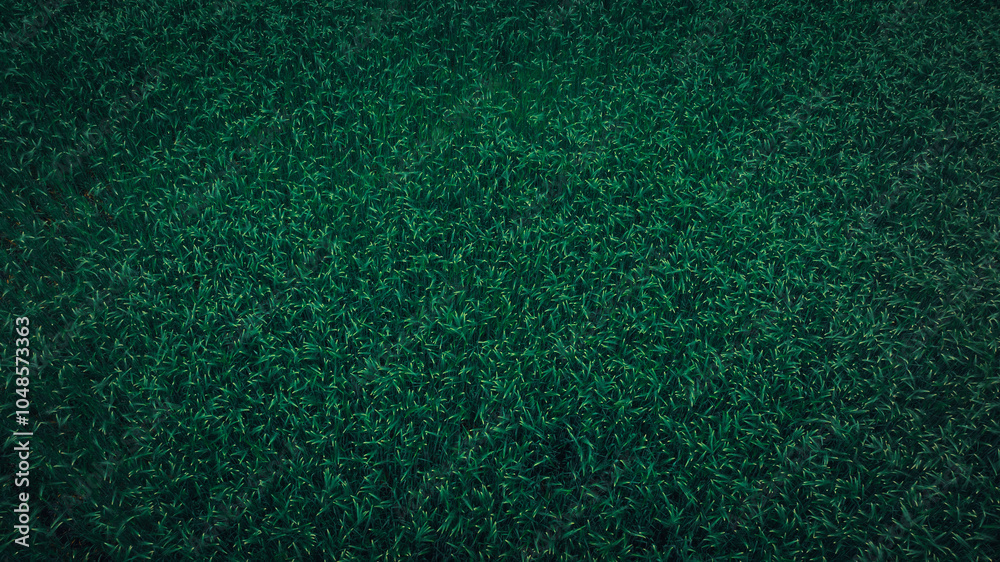 Green hullessbarley in growth in the field Green hullessbarley in growth in the field
