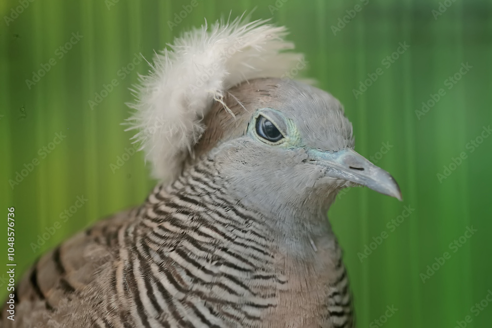 The face of a small turtledove that looks dashing and dignified with a thick crest on its head. This bird has the scientific name Geopelia striata. The face of a small turtledove that looks dashing and dignified with a thick crest on its head. This bird has the scientific name Geopelia striata.