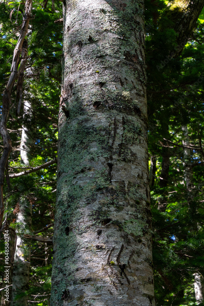 Obraz premium Scars on tree made by bear