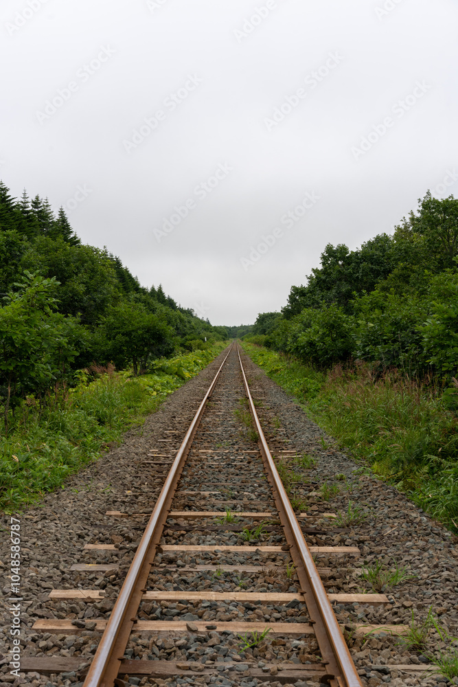 Fototapeta premium railway in the forest