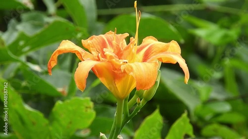 【山野草】ヤブカンゾウ（藪萱草）：Hemerocallis fulva var. kwanso 240801-1 photo