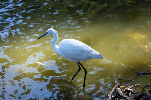 great blue heron ardea cinerea