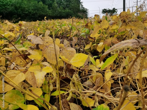 A mature patch of edamame soil with yellow leaves in Autumn.Ripe soybean plants. Soybeans in a field.Soybean field. Soya - protein plant.Ripe soy pods.Harvest season.Ripe beans.countryside life photo