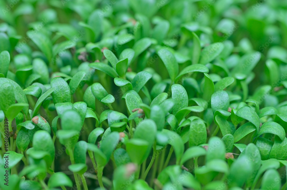 Obraz premium Closeup of newly growing plants of Fenugreek, India.