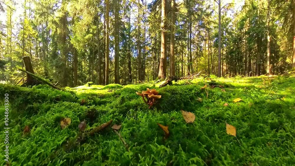 Waldidylle mit grünem Moos bewachsener Waldboden mit Pilzen und Nadelbäumen, sonnig, Herbst, Natur, Landschaft, friedlich
