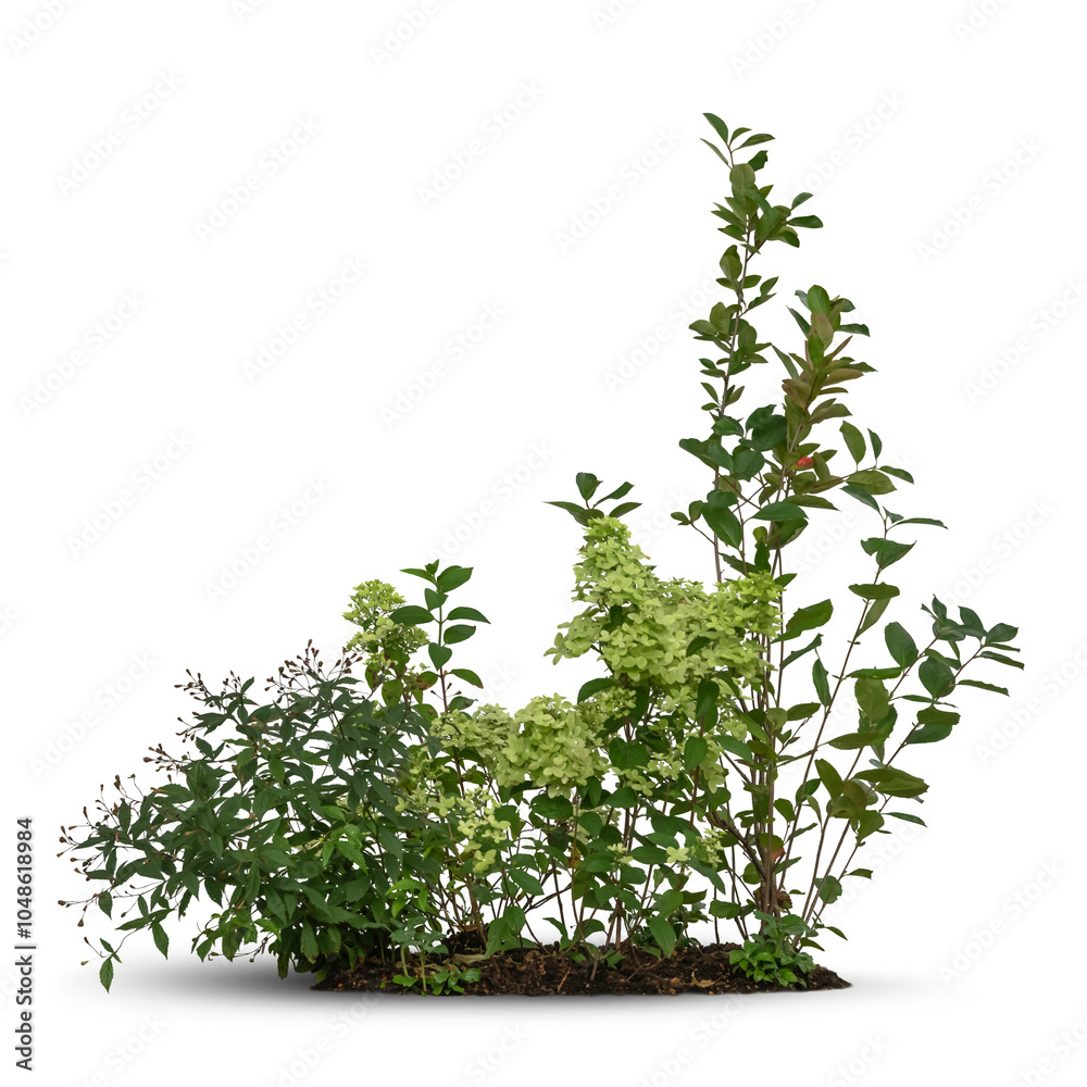 Obraz premium Composition of different green plants and some blooming flowers isolated on white background