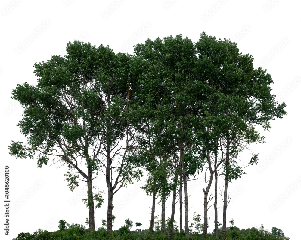 Fototapeta premium Group of dark green deciduous trees isolated on white background