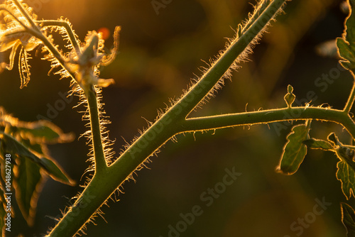 close up of a tomato plant photo