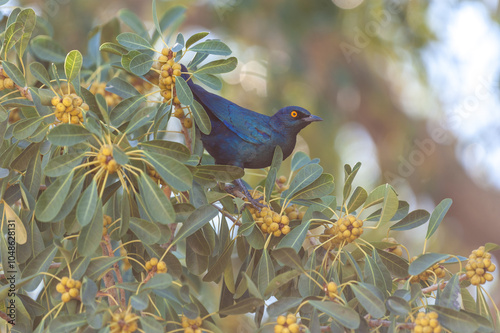 Telephoto of a pale-winged starling - Onychognathus nabouroup- sitting in a tree in Namibia. photo