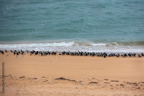 Francois Peron National Park, Western Australia where the red sand meets the white sand that meets the deep blue ocean. Full of bird life and marine life.