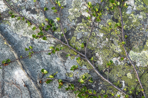 Dwarf birch with tiny leaves growing on a rock in Urho Kekkonen National Park, Northern Finland photo