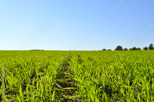 Green field on the background of blue sky