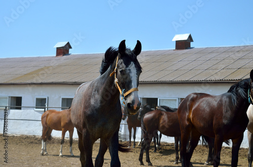 Young, thoroughbred horse against the blue sky photo