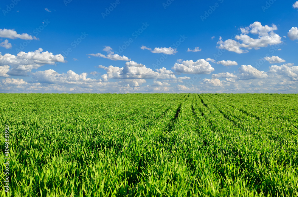Green field on the background of blue sky