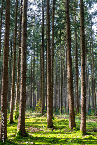 Deutscher Wald am sonnigen Tag in Herbststimmung.