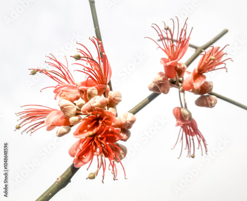 Red capparis decidua flowers tree branch isolated on white background. photo