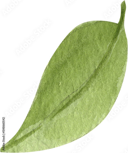 Single green leaf matcha, Hand Drawn Illustration Watercolor paintin