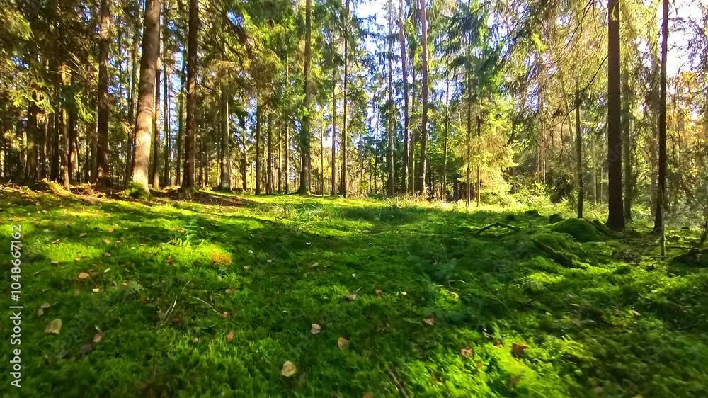 Waldidylle mit grünem Moos bewachsener Waldboden mit Pilzen und Nadelbäumen, sonnig, Herbst, Natur, Landschaft, friedlich
