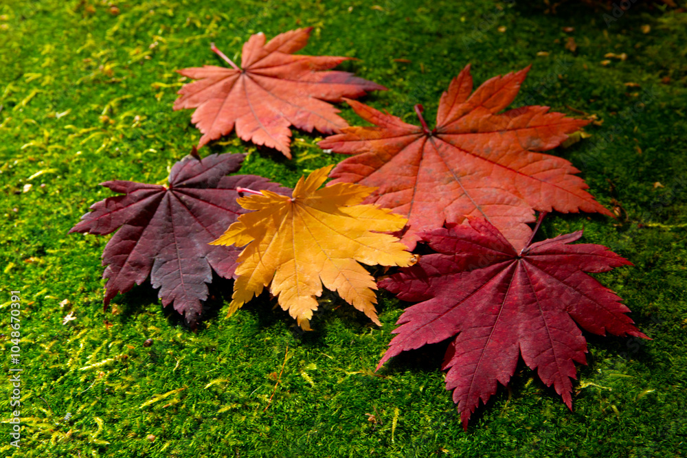 shade of maple leaves on green floor shade of maple leaves on green floor