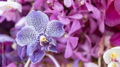 Purple orchid flower, doritaenopsis hybrid genus terrestrial plant, Phalaenopsis amabilis, moth orchid, mariposa, or moon orchid plant, species of flowering plant in the orchid family Orchidaceae photo