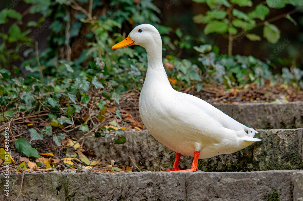 Ein weißer junger Schwan auf einer steinernen Treppe Ein weißer junger Schwan auf einer steinernen Treppe